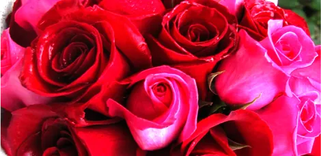 Rose flower