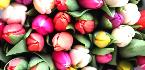 Tulip flower