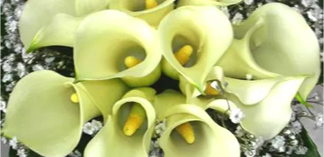 Calla Lily Flower
