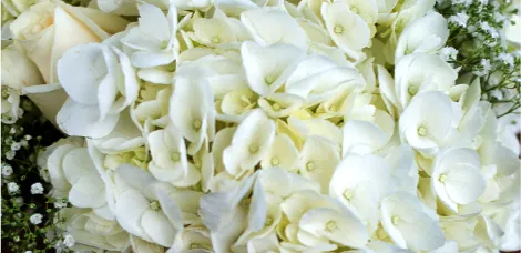Hydrangeas