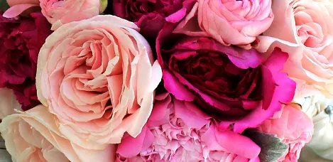 Ranunculus